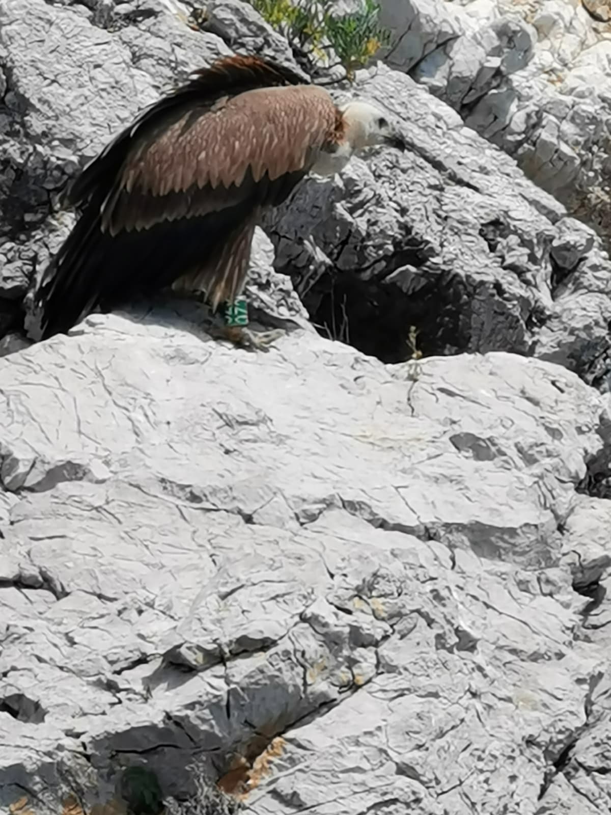 Möwen füttern auf Insel Galun